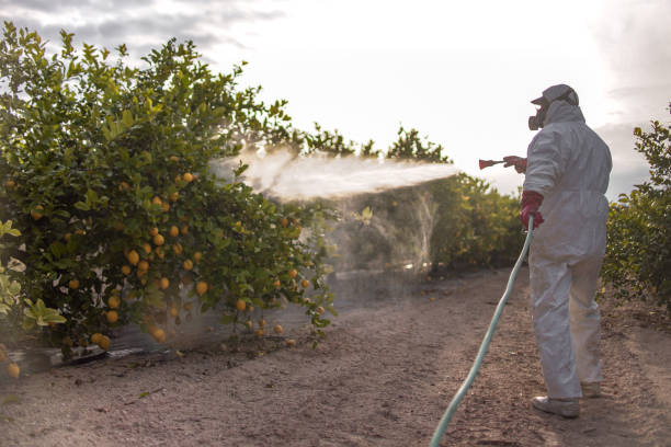 Best Wildlife Control Services  in St Elmo, IL