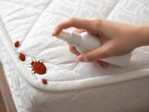 Best Wasp Removal Services  in St Elmo, IL