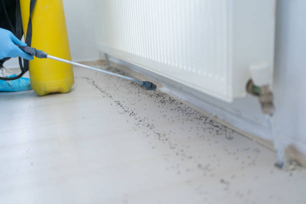 Best Pest Prevention Services  in St Elmo, IL