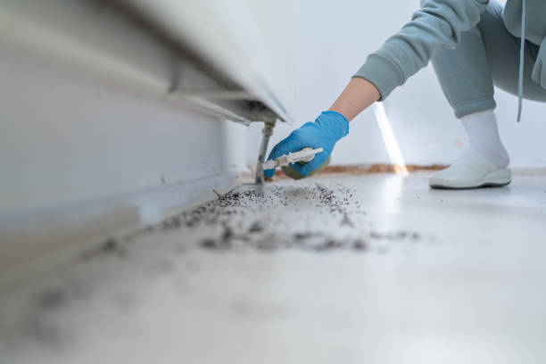 Best Local Pest Control Services  in St Elmo, IL